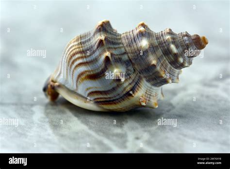 Image result for Shell Close Up