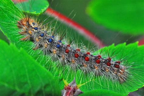 Image result for Gypsy Moth Control