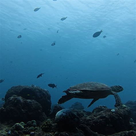 AMPHIBUZZ DIVE - All You Need to Know BEFORE You Go 2026 (with Photos ...