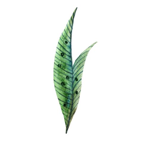 Watercolor wildflowers isolated green leaf | Premium Photo