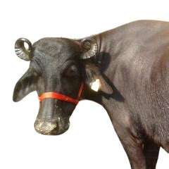 Buy Trusted Veterinary Medicines & Supplement | Goel Vet Pharma