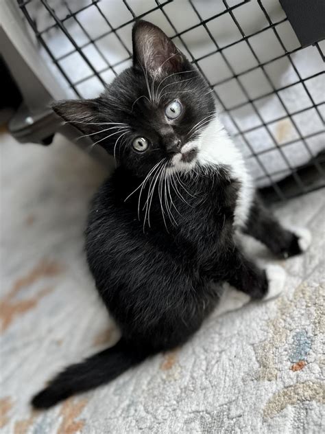 Our Cats – Westfield Homeless Cat Project