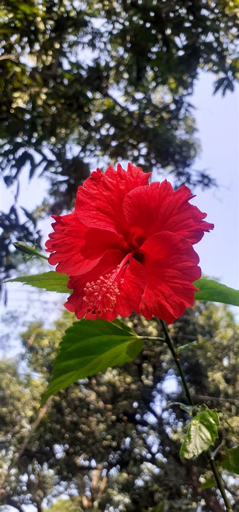 Red Color Hibiscus Flower on Green Leaves Background