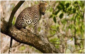 Heart-warming Kanha National Park Tour Package for 3 Days 2 Nights ...