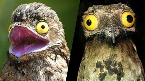 Image result for Animals to Draw in Google Colab Using Python Code