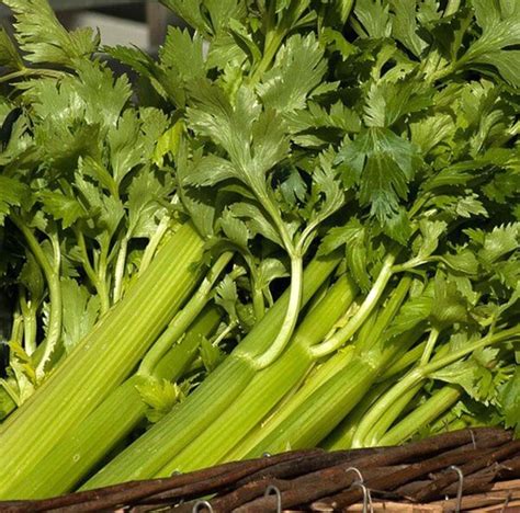 Tall Utah Celery 'Green Utah' (Apium graveolens) organic seeds