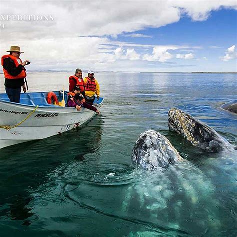 BAJA EXPEDITIONS (2026) All You Need to Know BEFORE You Go (with Photos ...