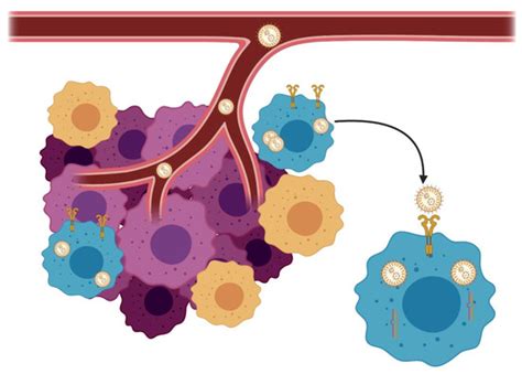 Mechanisms of Resistance to Chemotherapy in Breast Cancer and Possible ...