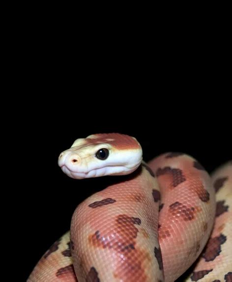 Image result for Albino Snake Ball Python