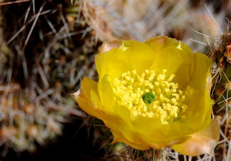 Elevation of El Paso County, TX, USA - Topographic Map - Altitude Map