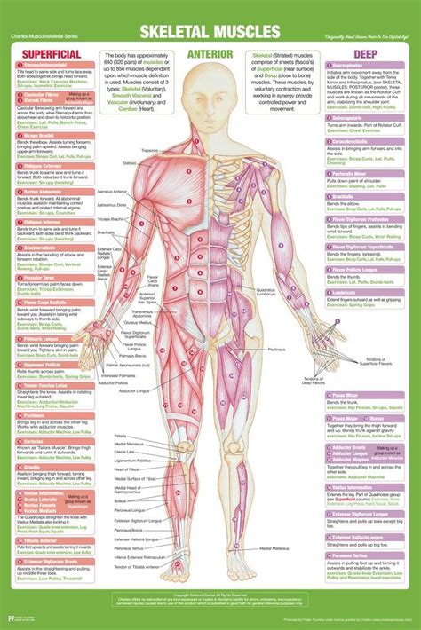 Skeletal Muscle Anterior Anatomy Chart Human Body Skeleton Nursing ...