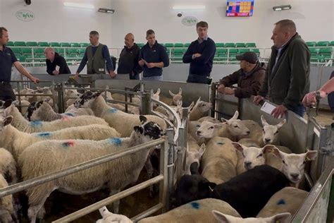Prime Stock Report | Darlington Farmers Auction Mart