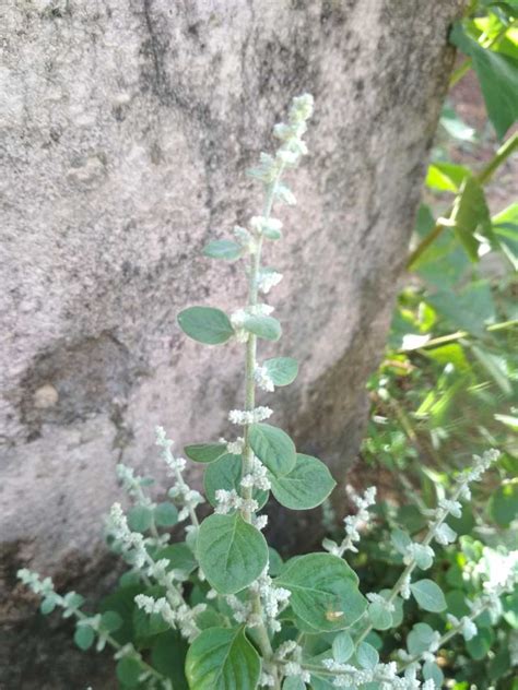 National Innovation Foundation-India