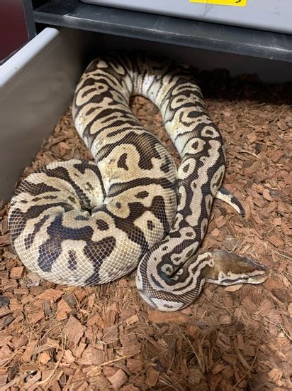 Image result for Inferno Ball Python