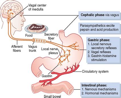 Image result for Vagus Nerve Function