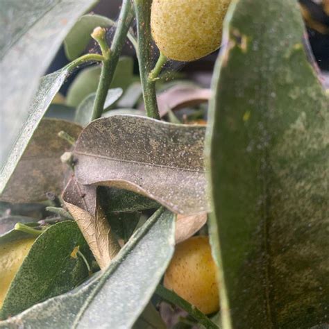 Image result for Alien Bug in Orange Tree