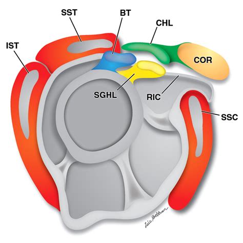 Rotator Cuff And Capsule at Carolyn Redington blog