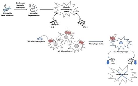 CB2 Receptor as Emerging Anti-Inflammatory Target in Duchenne Muscular ...