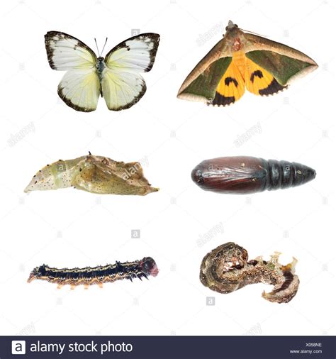 Moth Life Cycle High Resolution Stock Photography and Images - Alamy