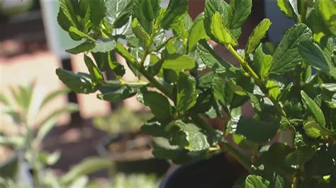 Fire Resistant Plants