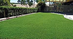 Seedscare India turf grass seed 2000 seeds pack : Amazon.in: Garden ...