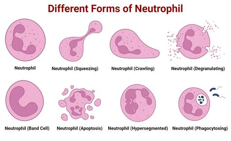 Neutrophils Unveiled: Structure, Count & Key Functions
