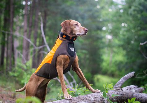 Product Review: Scheels Outfitters Performance Dog Hunting Vest - The ...