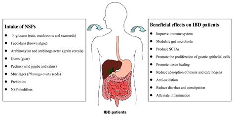 Effects of Non-Starch Polysaccharides on Inflammatory Bowel Disease