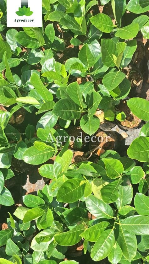 Mannuthy Thrissur Online Plants – Agrodecor
