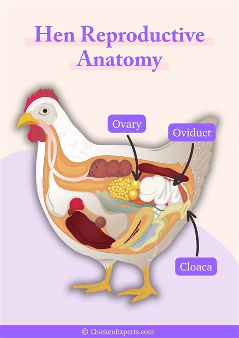 Image result for Chicken Reproduction Process