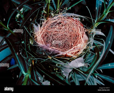 Nest of bulbul bird hi-res stock photography and images - Alamy