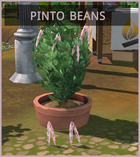 Harvestable Pinto Beans – icemunmun