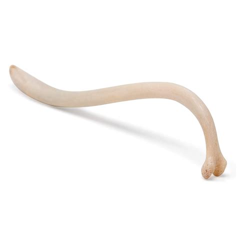 Real Raccoon Penile Baculum Bone Jumbo 5+ Inches (ONE Piece)