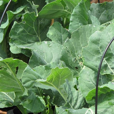 Brokkoli 'Calabrese' (Brassica oleracea) Bio - ca. 50 Samen