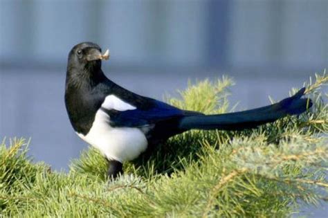 From cable ties to losing eyes: how to survive magpie season
