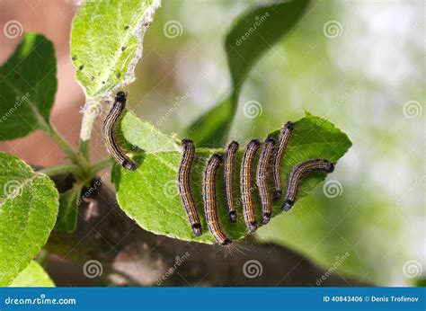 Caterpillars Eating Apple Tree Leaves at JENENGE blog