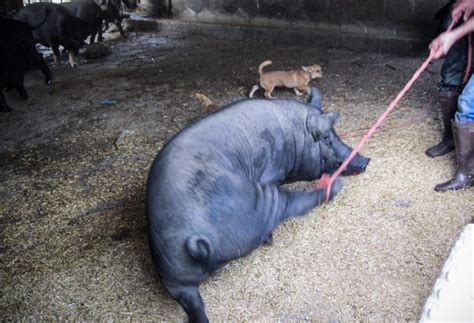 农家养了3年的黑猪 只为给儿子做道杀猪菜_北京时间