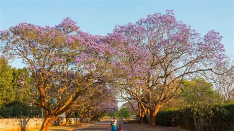 Trees Native To Zimbabwe