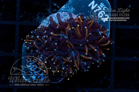 Galaxea fascicularis Gold Star Coral [buy and inform] at Whitecorals