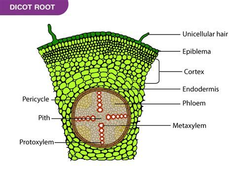 Root Struct 的图像结果