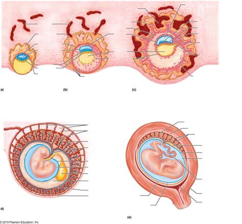 Placenta Development Notes Anatomy 的图像结果