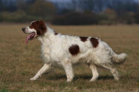 Learn All About the 4 Types of Setter Dog Breeds
