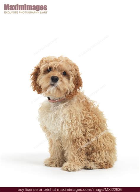 Image result for Adult Cockapoo No Background