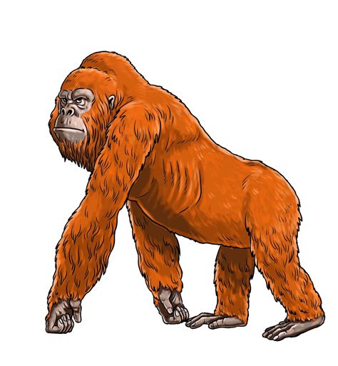 Types Of Orangutans