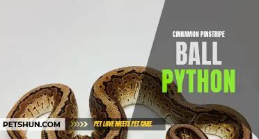 Image result for White Diamond Ball Python