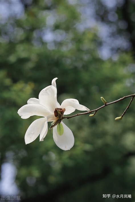 “一片花飞减却春，风飘万点正愁人。”是什么意思_出处及原文翻译_学习力