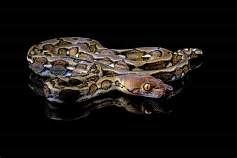 Image result for Green Ball Python