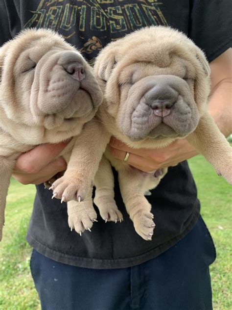 Chinese Shar Pei Puppies For Sale | Cincinnati, OH #330848