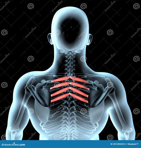 3d Illustration of the Serratus Posterior Superior Muscles Anatomical ...