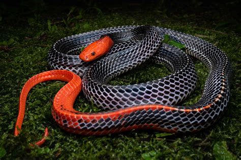 Red-headed Krait - Bungarus flaviceps — HongKongSnakeID.com
